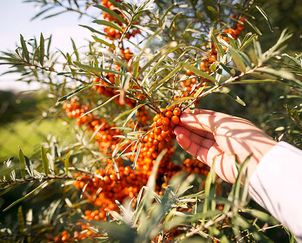 シーベリー（沙棘・サジー）：オス木3号ポット＊