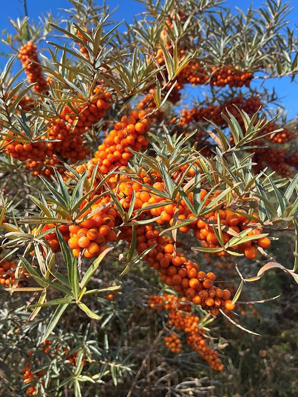 シーベリー（沙棘・サジー）：オス木3号ポット＊