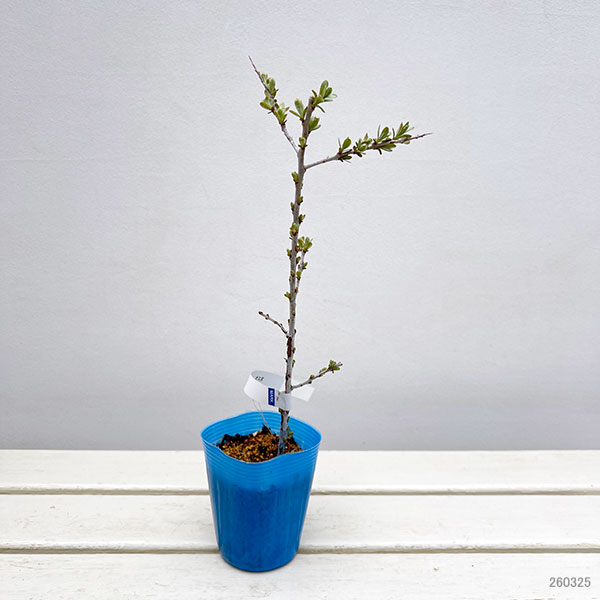 シーベリー（沙棘・サジー）：オス木3号ポット＊