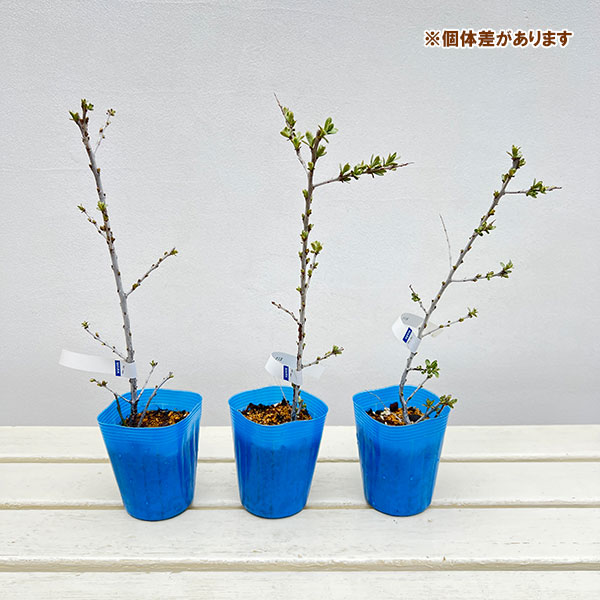 シーベリー（沙棘・サジー）：オス木3号ポット＊