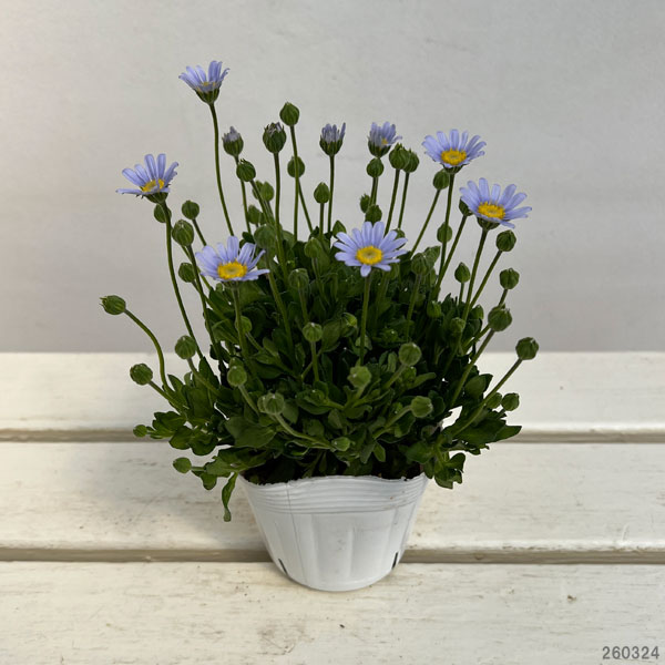 ブルーデージー（フェリシア）：べリシア（スカイ）3.5号ポット