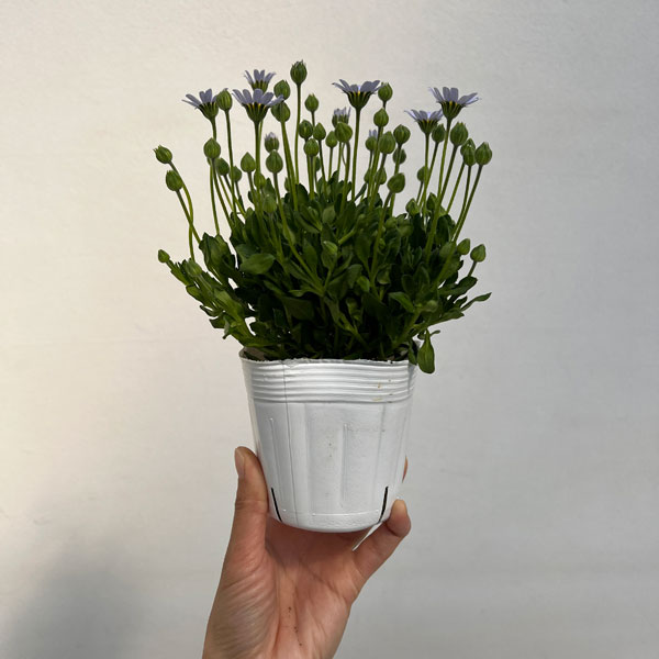 ブルーデージー（フェリシア）：べリシア（スカイ）3.5号ポット