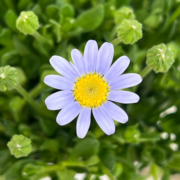 ブルーデージー（フェリシア）：べリシア（スカイ）3.5号ポット