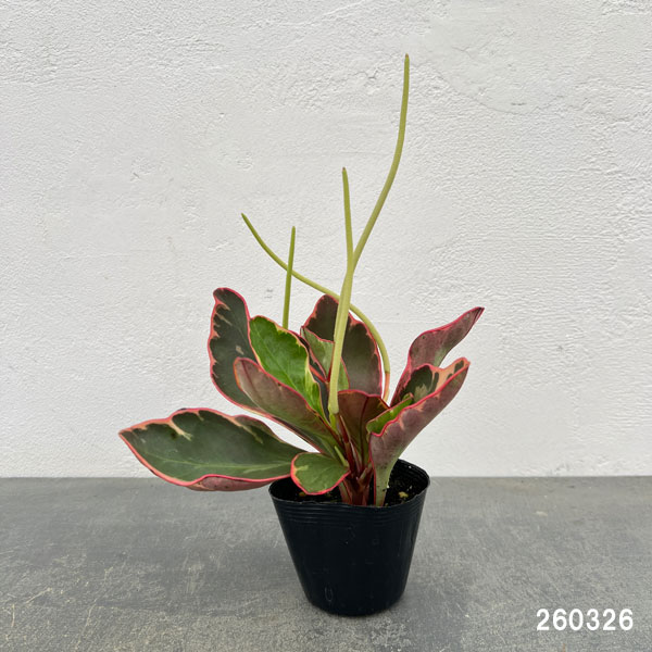 ぺぺロミア ：ジェリー　2.5号ポット