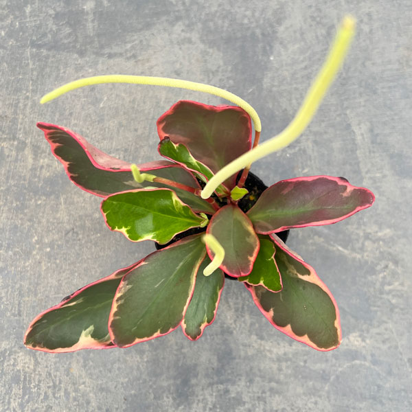 ぺぺロミア ：ジェリー　2.5号ポット