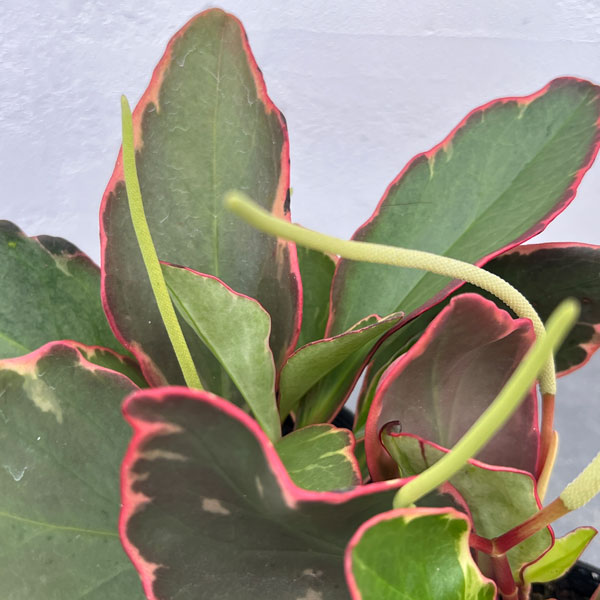 ぺぺロミア ：ジェリー　2.5号ポット