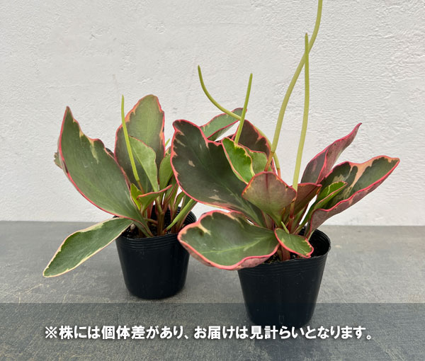 ぺぺロミア ：ジェリー　2.5号ポット