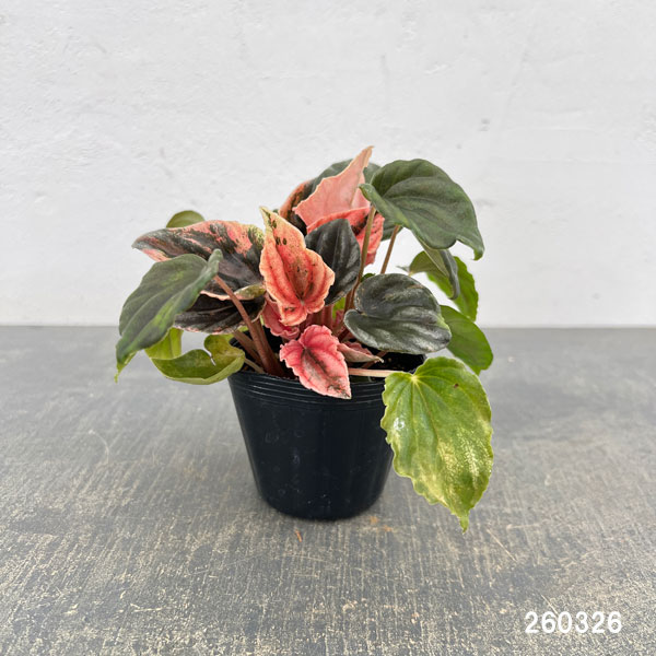 ぺぺロミア ：ニューピンクレディ　セレクト　2.5号ポット