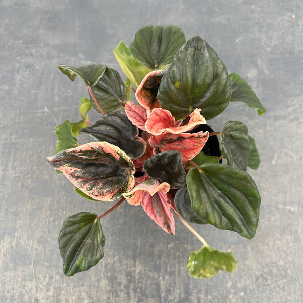 ぺぺロミア ：ニューピンクレディ　セレクト　2.5号ポット