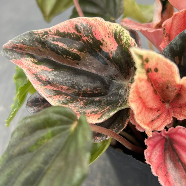 ぺぺロミア ：ニューピンクレディ　セレクト　2.5号ポット