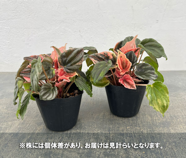 ぺぺロミア ：ニューピンクレディ　セレクト　2.5号ポット