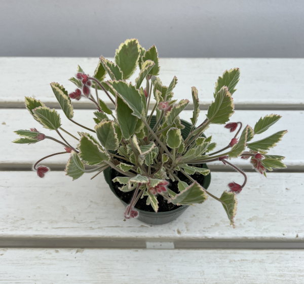 パンジーゼラニウム（斑入り）：ミントシャワー3.5号ポット 6株セット