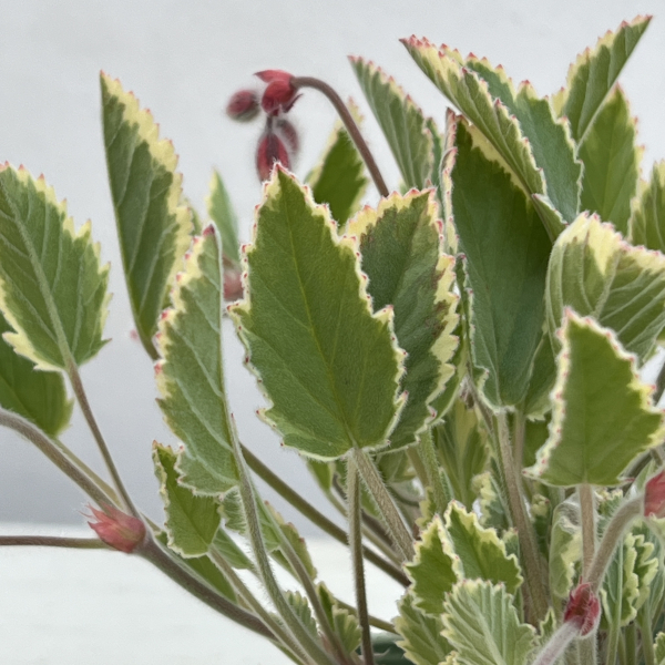 パンジーゼラニウム（斑入り）：ミントシャワー3.5号ポット 6株セット