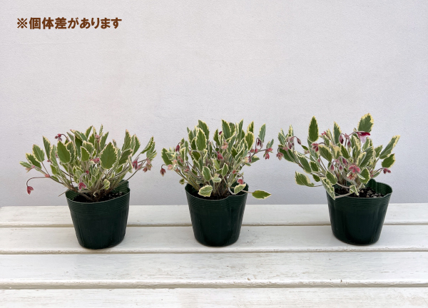 パンジーゼラニウム（斑入り）：ミントシャワー3.5号ポット 6株セット