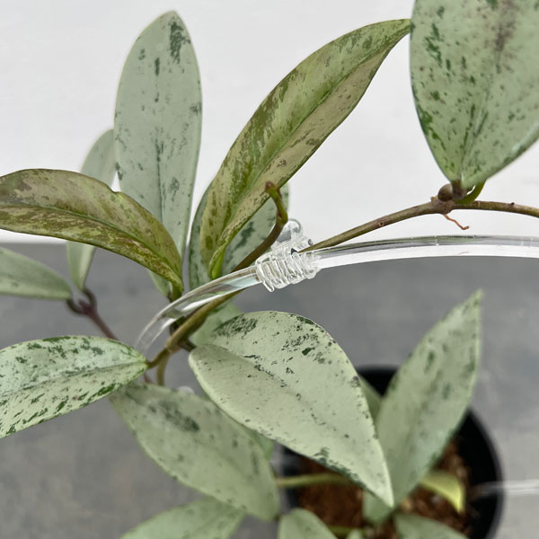 ホヤ：プビカリクス シルバーゴースト　ina工藝さんオリジナル支柱仕立て　4号スリット鉢