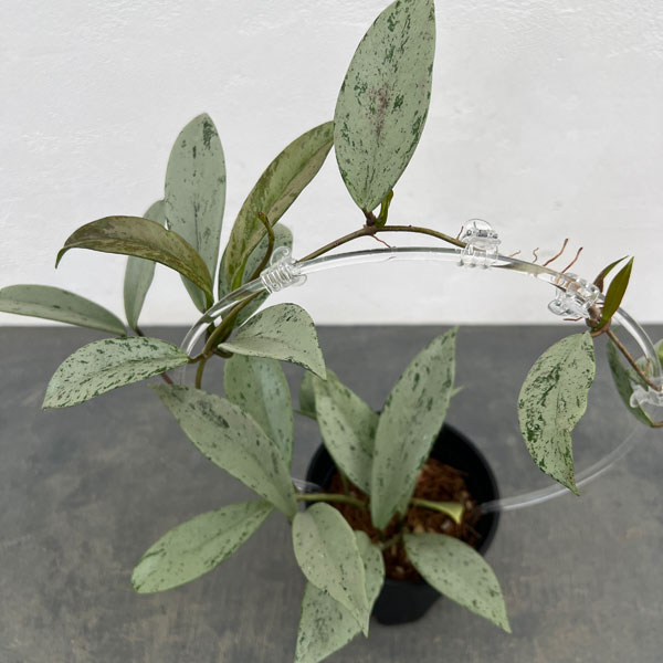 ホヤ：プビカリクス シルバーゴースト　ina工藝さんオリジナル支柱仕立て　4号スリット鉢