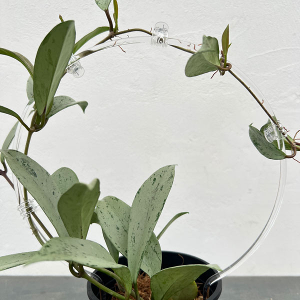 ホヤ：プビカリクス シルバーゴースト　ina工藝さんオリジナル支柱仕立て　4号スリット鉢