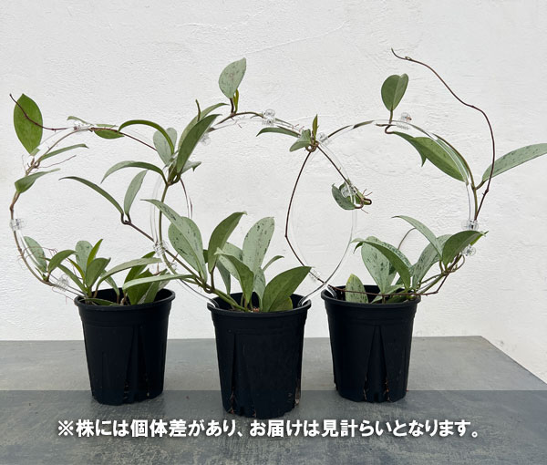 ホヤ：プビカリクス シルバーゴースト　ina工藝さんオリジナル支柱仕立て　4号スリット鉢