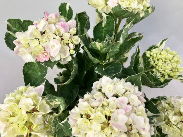 アジサイ：アンコンキャラクター5号鉢植え