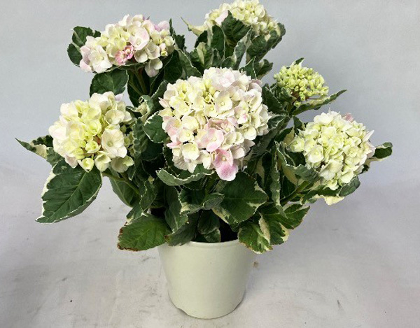 アジサイ：アンコンキャラクター5号鉢植え