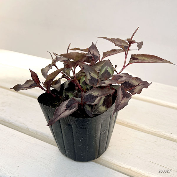 ペルシカリア・レッドドラゴン3.5号ポット