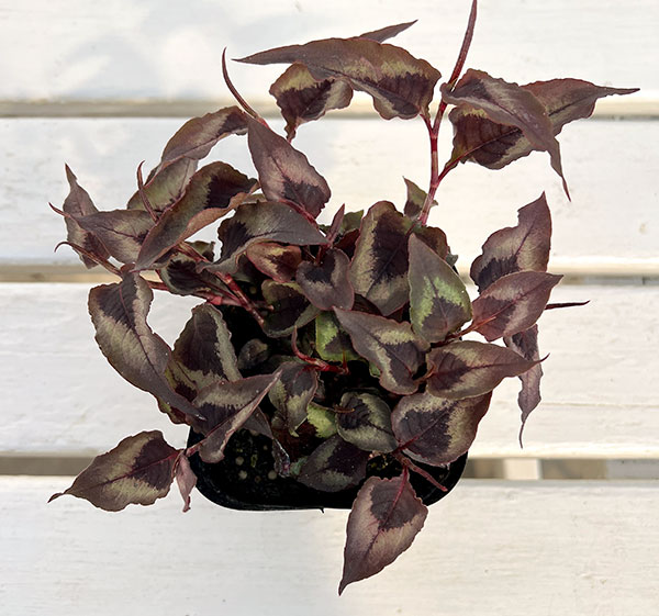 ペルシカリア・レッドドラゴン3.5号ポット