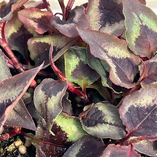 ペルシカリア・レッドドラゴン3.5号ポット