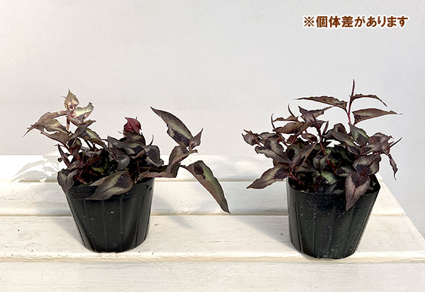 ペルシカリア・レッドドラゴン3.5号ポット