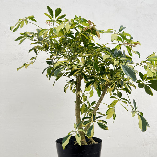 シェフレラ:ハッピーイエロー 6号鉢植え26-01