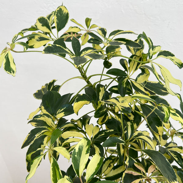 シェフレラ:ハッピーイエロー 6号鉢植え26-01