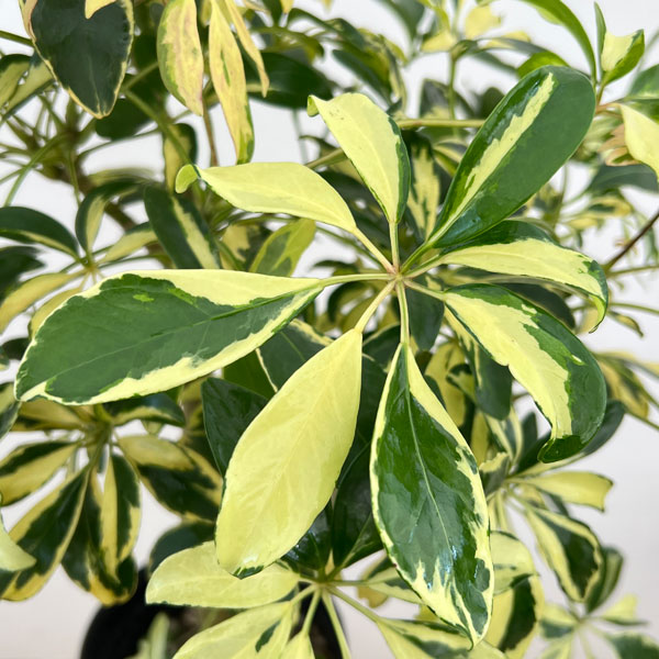 シェフレラ:ハッピーイエロー 6号鉢植え26-01