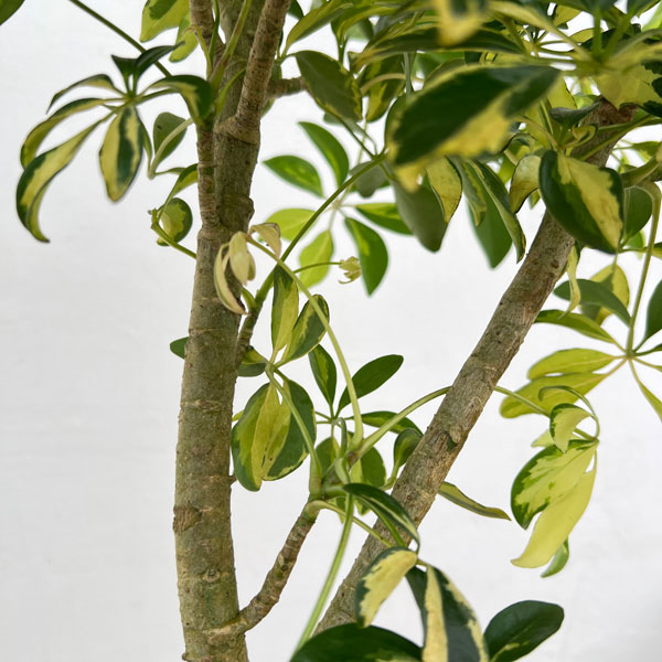 シェフレラ:ハッピーイエロー 6号鉢植え26-01