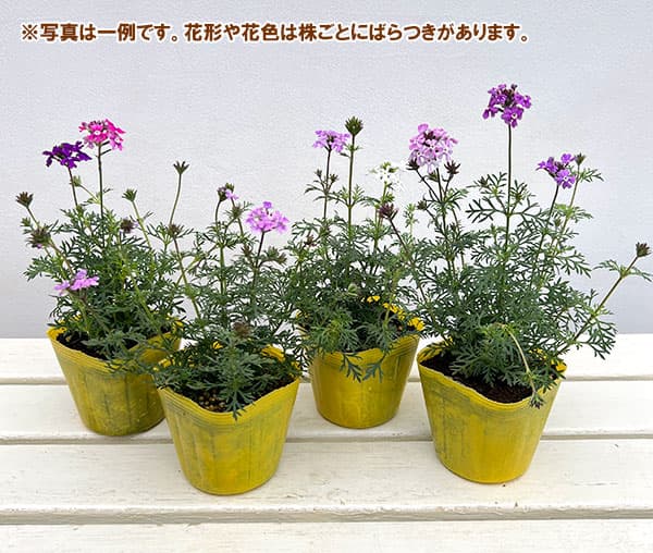 バーベナ（宿根）：ロングラン3.5号ポット