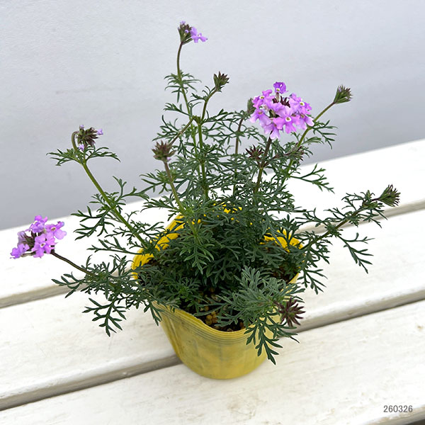 バーベナ（宿根）：ロングラン3.5号ポット