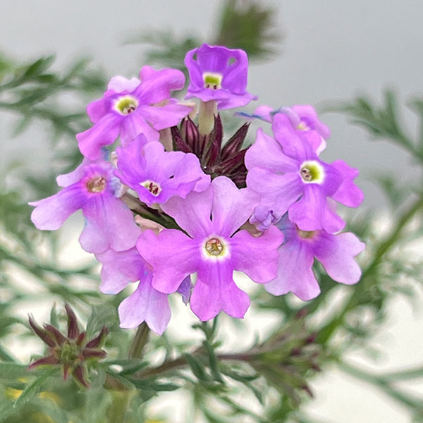 バーベナ（宿根）：ロングラン3.5号ポット