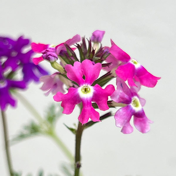 バーベナ（宿根）：ロングラン3.5号ポット