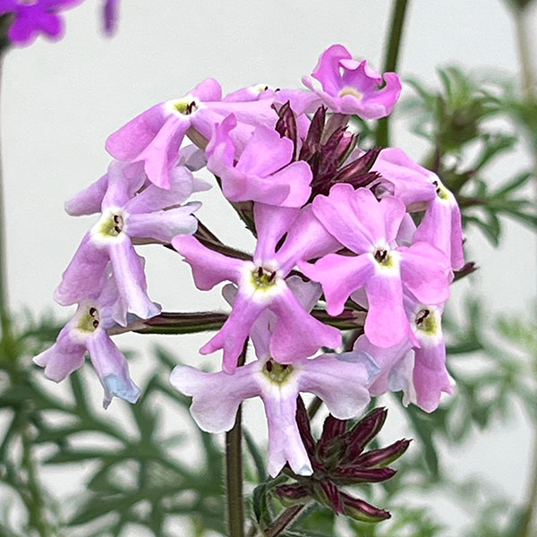 バーベナ（宿根）：ロングラン3.5号ポット