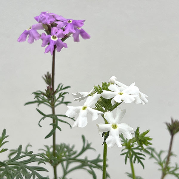 バーベナ（宿根）：ロングラン3.5号ポット