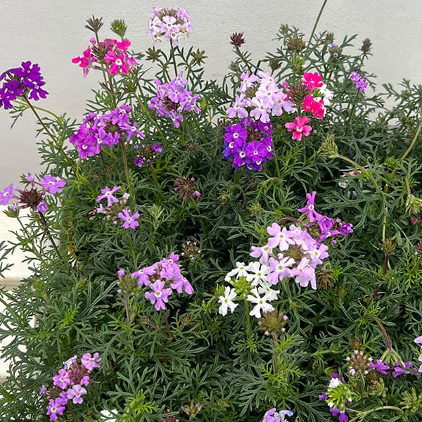 バーベナ（宿根）：ロングラン3.5号ポット