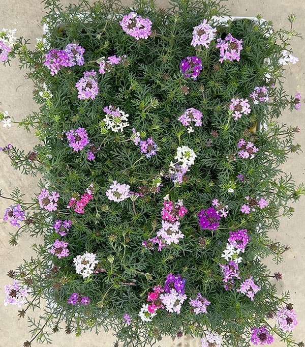 バーベナ（宿根）：ロングラン3.5号ポット