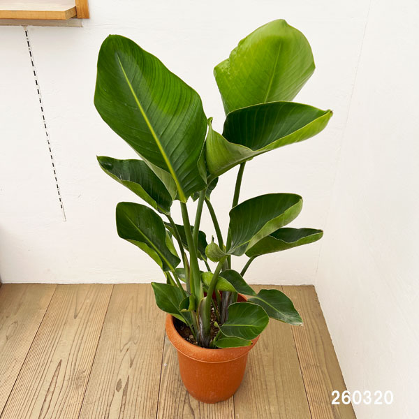 ストレリチア:オーガスタ 8号鉢植え*