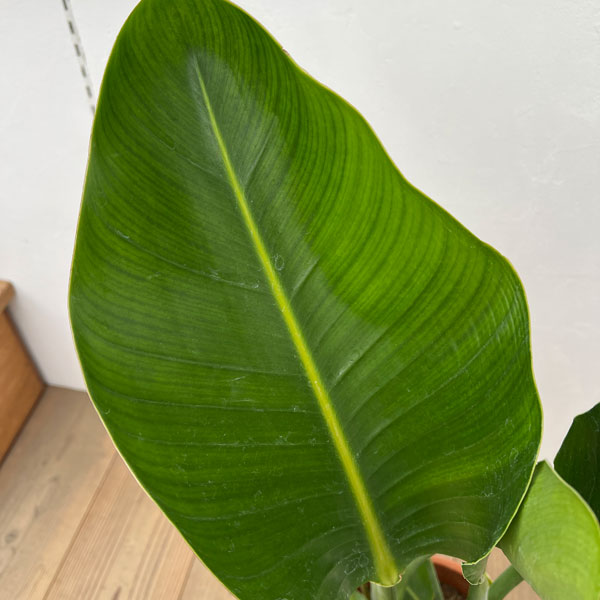 ストレリチア:オーガスタ 8号鉢植え*