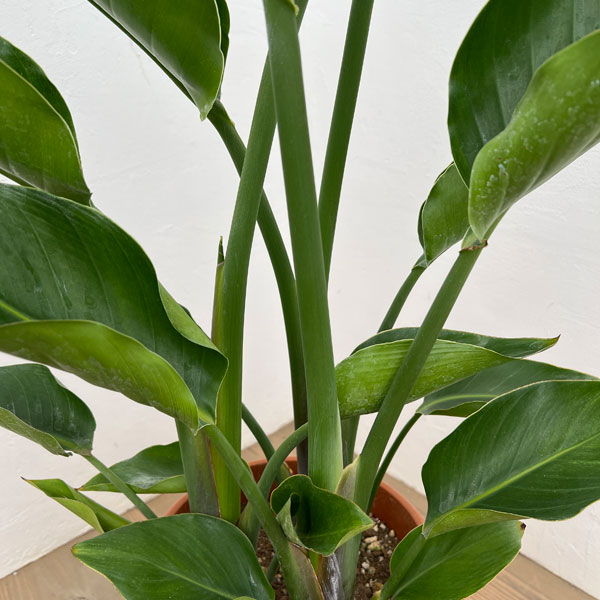 ストレリチア:オーガスタ 8号鉢植え*