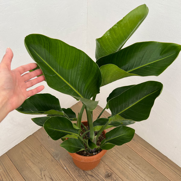 ストレリチア:オーガスタ 8号鉢植え*