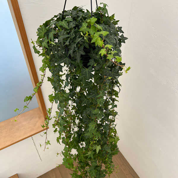 ヘデラ(アイビー・緑葉):ピッツバーグ6号吊り鉢(長さ90cm以上)