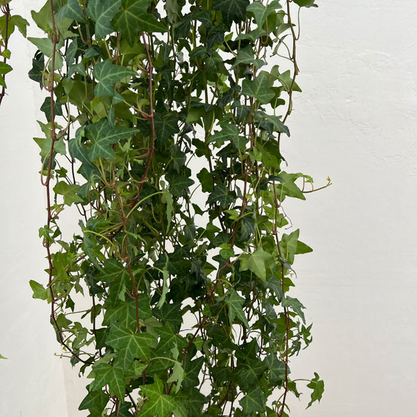 ヘデラ(アイビー・緑葉):ピッツバーグ6号吊り鉢(長さ90cm以上)