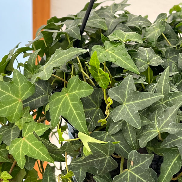 ヘデラ(アイビー・緑葉):ピッツバーグ6号吊り鉢(長さ90cm以上)