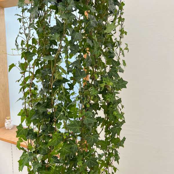 ヘデラ(アイビー・緑葉):ピッツバーグ6号吊り鉢(長さ90cm以上)