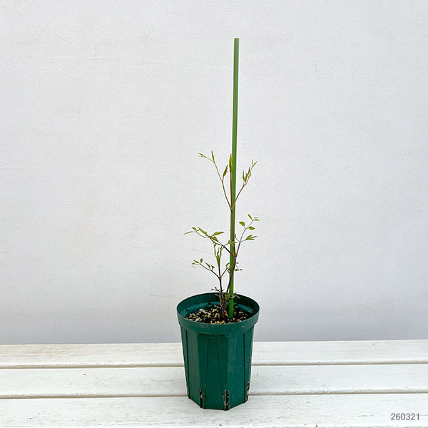 クレマチス：はいざわ（這澤）4号ポット（ビオルナ系）