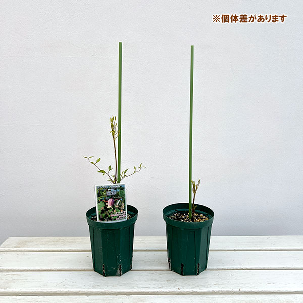 クレマチス：はいざわ（這澤）4号ポット（ビオルナ系）